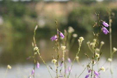 Close-up of purple flowers