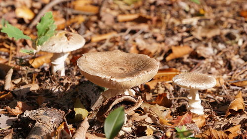 Close-up of mushrooms growing on field