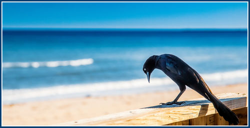 Bird perching on a beach