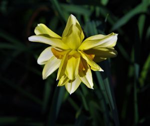 Close-up of yellow flowering plant