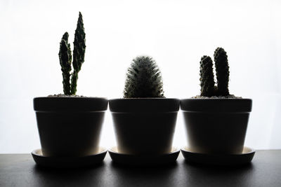 Close-up of cactus in pot