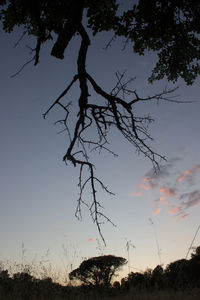 Low angle view of silhouette trees against sky