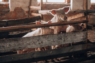 View of an animal pen