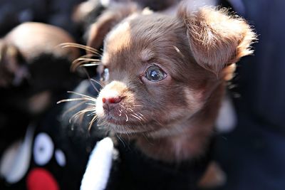 Close-up of dog looking away