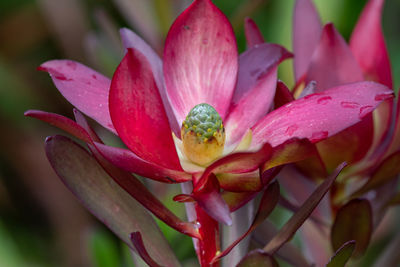 Close up of a safari sunset  flower in bloom