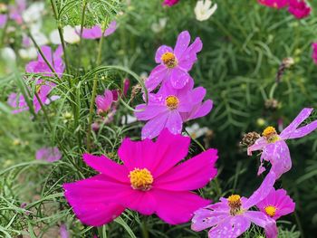 Close-up of pink flowering plants on field