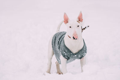 Portrait of woman with dog against white background