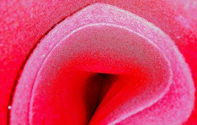 Close-up of pink rose