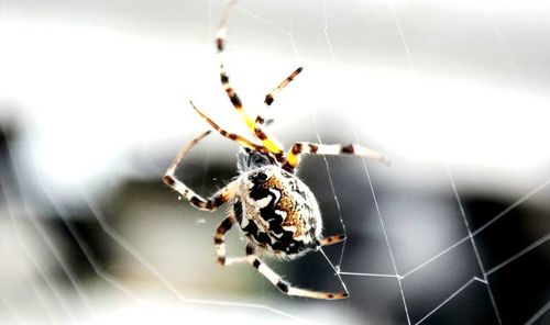 Close-up of insect