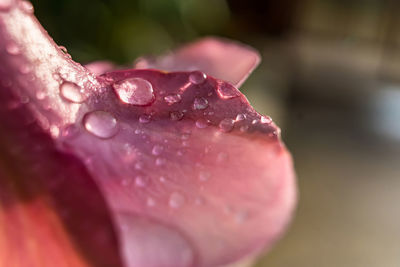 Close-up of raindrops on pink flower