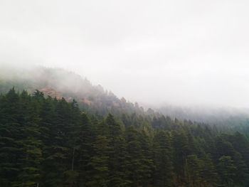 Trees in forest against sky