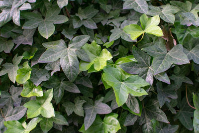 Closeup of dark green climbing ivy