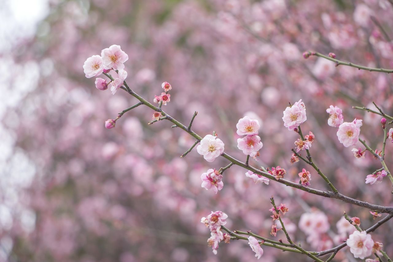 flower, fragility, pink color, blossom, beauty in nature, cherry blossom, springtime, nature, growth, cherry tree, freshness, branch, tree, botany, no people, day, petal, apple blossom, plum blossom, twig, close-up, outdoors, flower head, low angle view, blooming