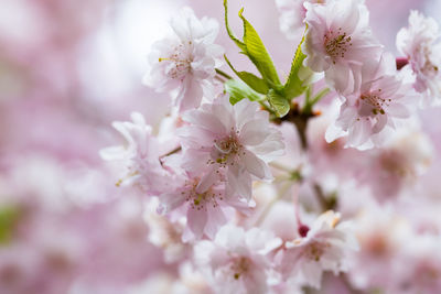 Close-up of pink cherry blossoms