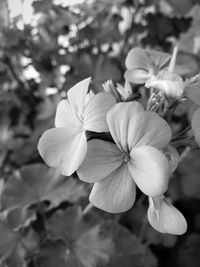 Close-up of flowers blooming outdoors