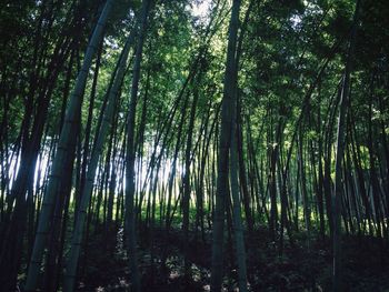 Low angle view of trees in forest