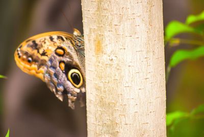 Close-up of an animal