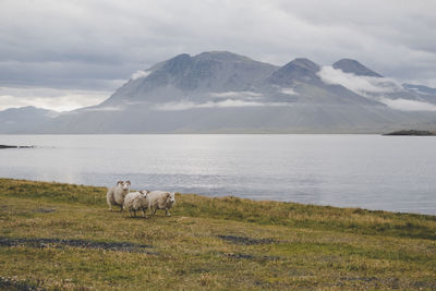 View of running sheep on mountain against sky