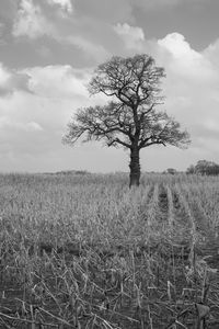 Tree on field against sky