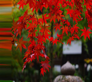 Close-up of red maple leaves