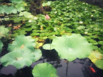 Water lily amidst leaves floating on lake