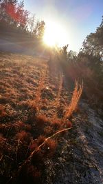 Sun shining through trees