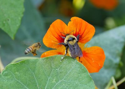 Close-up of honey bee on flower