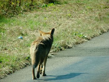 Cat standing on road