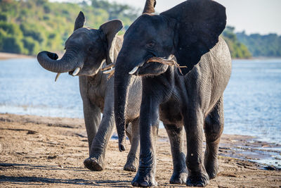 Elephants walking at beach