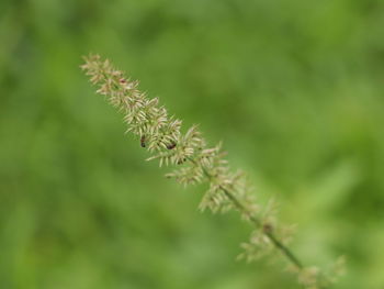 Close-up of plant