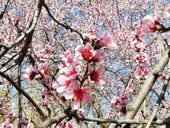 Low angle view of pink cherry blossoms in spring