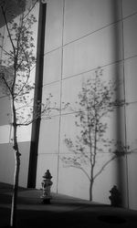 Trees in the dark