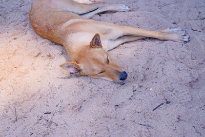 High angle view of dog sleeping on sand