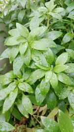 Close-up of wet plants