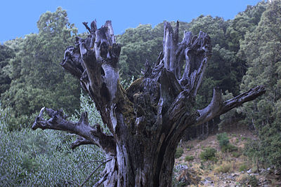 Panoramic view of dead tree against sky