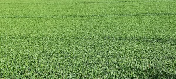 Full frame shot of corn field