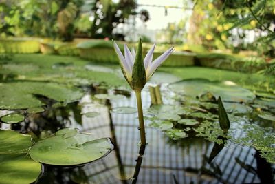 Close-up of lotus water lily in lake