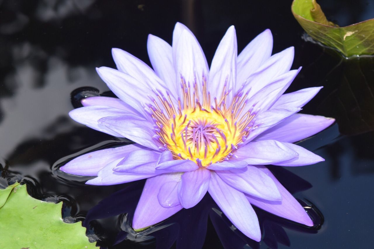 flower, petal, flower head, freshness, fragility, water lily, beauty in nature, pond, growth, blooming, close-up, pollen, nature, plant, lotus water lily, purple, focus on foreground, in bloom, day, outdoors, no people, stamen, blossom, botany, tranquility, green color, selective focus