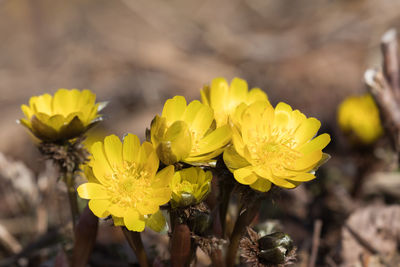 Close-up of yellow flowers