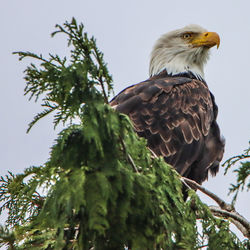 Low angle view of eagle perching on tree