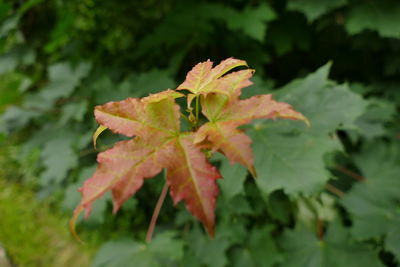 Close-up of leaves on plant