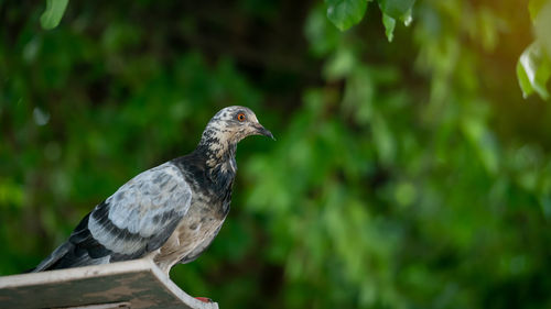 Close-up of bird perching on a tree