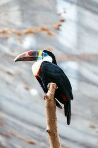 Close-up of bird perching outdoors