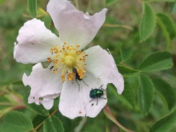 Close-up of white flowering plant