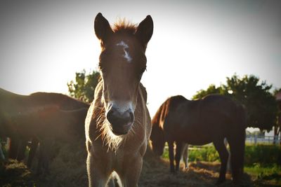 Portrait of horse standing in grass