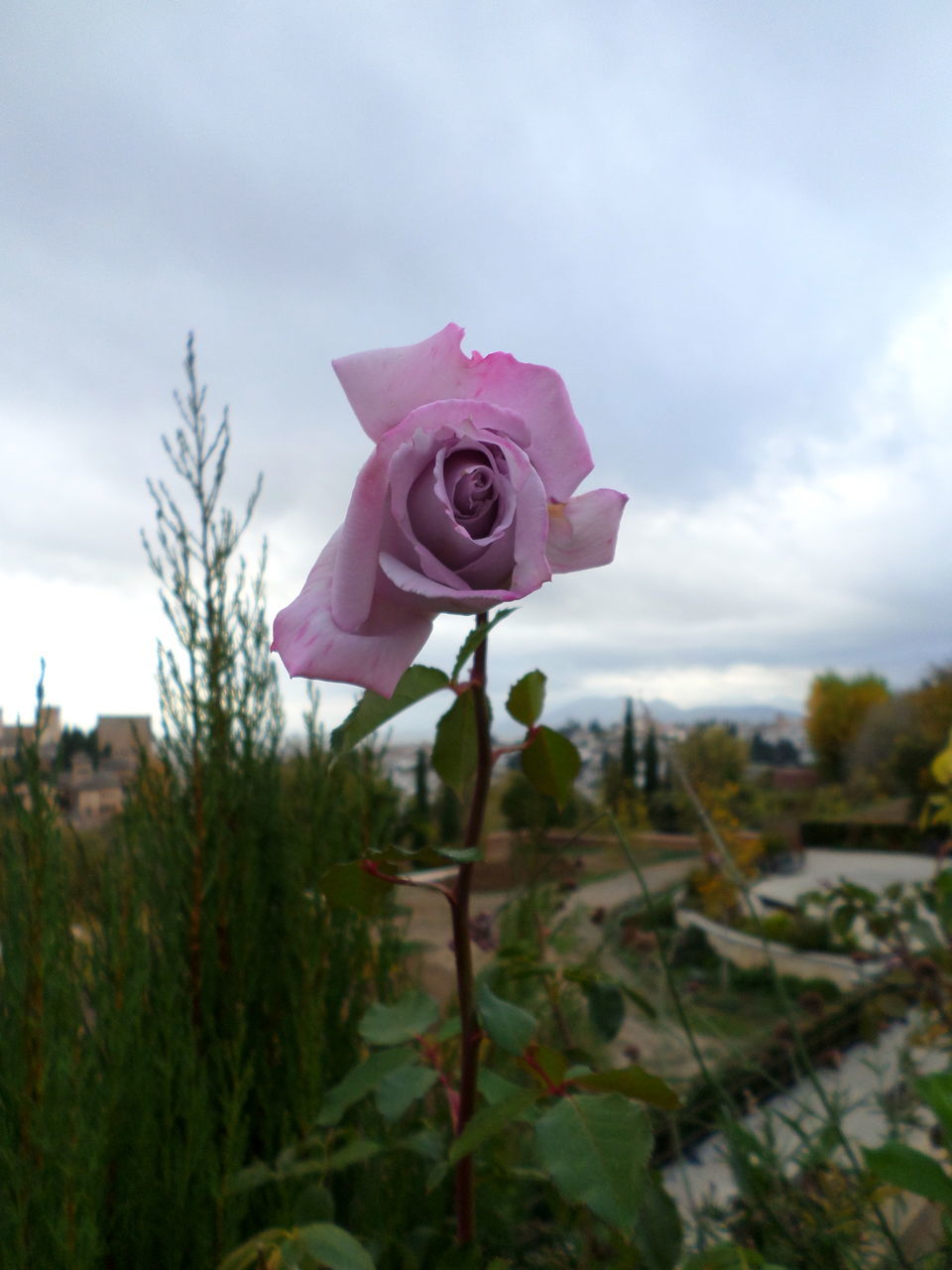 CLOSE-UP OF PINK ROSE