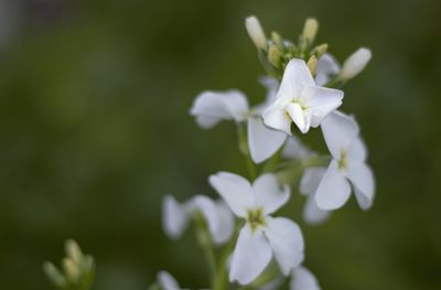 Close-up of white flowering plant