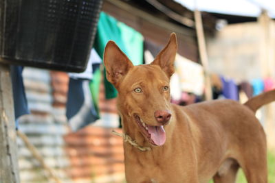 Portrait of a dog