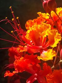 Close-up of orange flowers