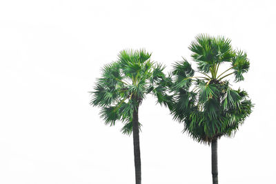 Low angle view of coconut palm tree against clear sky